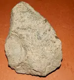 DSCN7574.webp