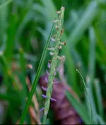 Feathered_grasst_1200.webp