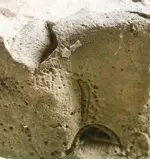 fossil 2.webp