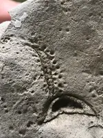 fossil.webp