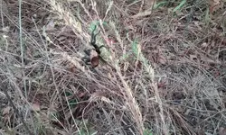 20171007_133429.webp