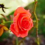 CRW_2956.webp