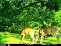 Doe and Fawn 3.webp