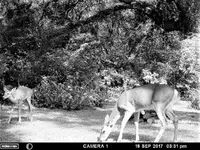 Doe and Fawn 1.webp