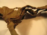 gasket4.webp