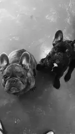 rex rufus.webp