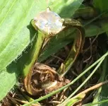 RFlivoniaRng 9-2-17crop3.webp