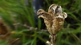 seed_pods.webp seed_pods.webp