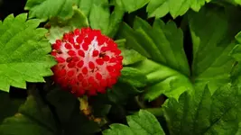 not_a-berry.webp not_a-berry.webp