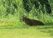 bobcat.webp