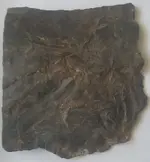 20170920_151345-ccfopt.webp