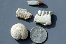 Fossils-2017-SD-Trip-Img_5489SSS.webp