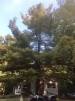 image1 (3)tree.webp