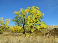 walk 100717 3.webp