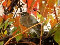 walk 100717 5.webp