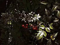 berries_n_flowers.webp