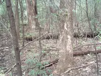 cabin site 008.webp