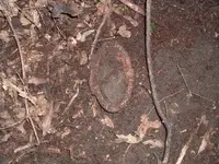 cabin site 003.webp