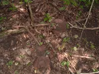 cabin site 004.webp