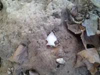 1003171636.webp