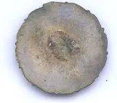 Ant 2.webp