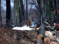 deer backyard 001.webp