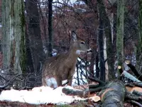 deer backyard 014.webp