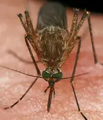 mosquito431x300.webp