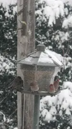 Feeding Frenzy 01.webp