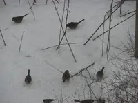 Feeding Frenzy 02.webp