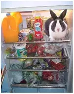 fridge j.webp