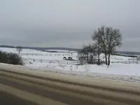 the horses.webp
