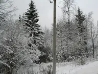 a trees.webp
