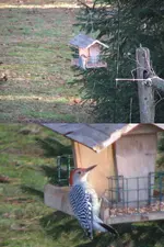 Red-bellied Woodpecker reduced.webp