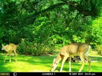 Doe and Button Buck.webp