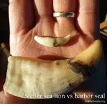 Steller-and-Harbor-seal-canines-in-hand.webp