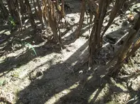 #376 in situ resized.webp