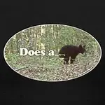 th bear.webp