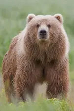 bear_Kodiak-bear.webp