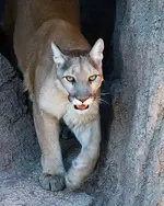 cougar_330px-CMM_MountainLion.webp