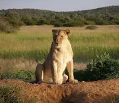 Lioness.webp