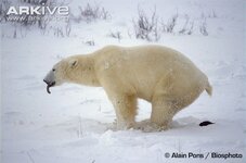 Polar-bear-defecating.jpg