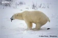 Polar-bear-defecating.webp