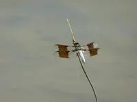 dragonfly 2.webp
