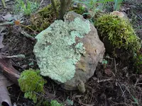 Copper.webp