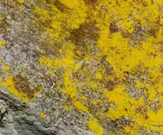 gold lichen.webp