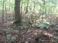 spider01.webp spider01.webp
