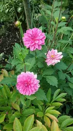 20170909_111317_resized.webp