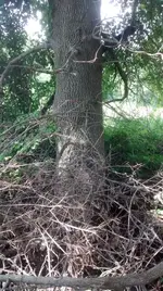 IMG_20170806_142521186.webp IMG_20170806_142521186.webp