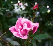 CRW_2934.webp